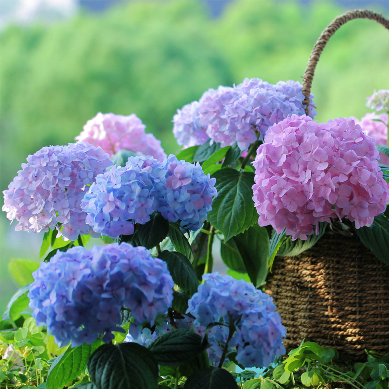 南寧花藝學(xué)校知識(shí)：延長(zhǎng)繡球花存活時(shí)間的技巧