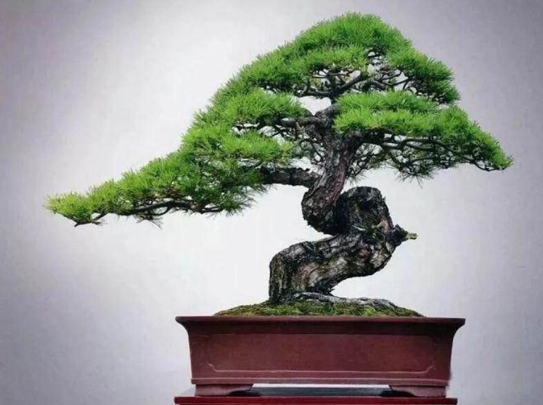 盆景制作3個(gè)注意事項(xiàng)，南寧婚慶花藝培訓(xùn)分享