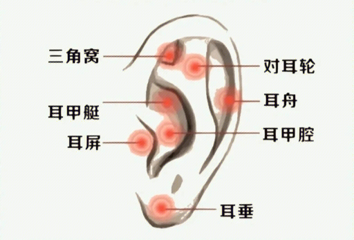 揉搓耳朵的好處，廣西美容經(jīng)絡(luò)培訓(xùn)班課程