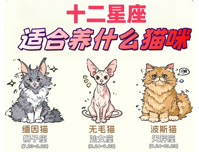 12星座適合養(yǎng)什么貓咪？